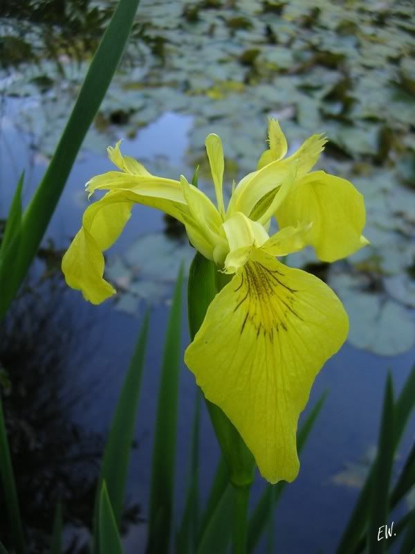 Все форумы > Ирис желтый или ложноаирный - Iris pseudacorus. Сем ...